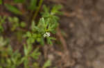 Butler's sandparsley